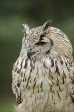 Bengal Eagle Owl or Indian Eagle Owl (Bubo bengalensis, Bubo bubo bengalensis), portrait, captive,