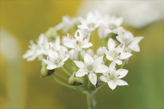 Garlic chives (Allium tuberosum), flowers, spice plant, medicinal plant, North Rhine-Westphalia,