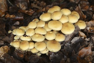 Sulphur tuft (Hypholoma fasciculare), North Rhine-Westphalia, Germany, Europe