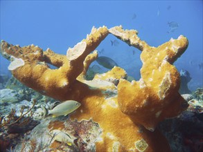 Fascinating underwater view of a living coral reef with fish. elkhorn coral (Acropora palmata),