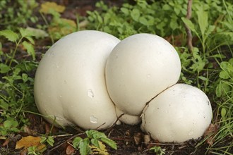 Giant puffball (Langermannia gigantea, Calvatia gigantea), North Rhine-Westphalia, Germany, Europe