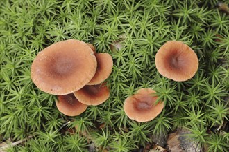 Camphor spurge (Lactarius camphoratus), Gelderland, Netherlands