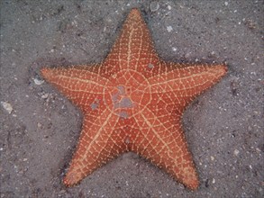 A red starfish, red cushion sea star (Oreaster reticulatus), lies on sandy ground in the sea. Dive