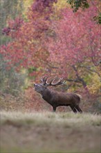 Red deer (Cervus elaphus) adult male stag roaring during the rutting season in a woodland in