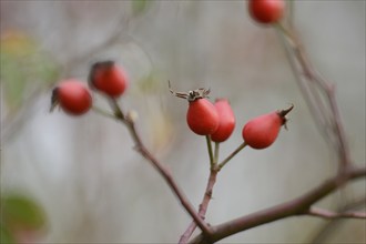 Close-up of rose hips from a dog rose (Rosa canina) in autumn