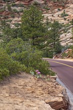 Prickly pear cactus blooming along the Zion Park Boulevard in Zion National Park, Utah