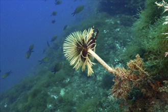 Detailed mediterranean fanworm (Sabella spallanzanii) surrounded by diverse underwater flora and