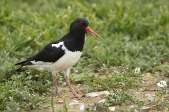 Eurasian oystercatcher (Haematopus ostralegus) adult bird calling in a farmland cereal field,