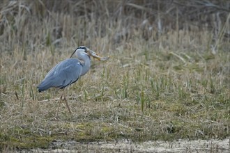 Grey heron (Ardea cinerea) adult bird carrying a Pike (Esox lucius) fish in its beak,