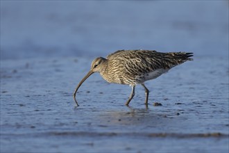 Eurasian curlew (Numenius arquata) adult bird feeding on a lugworm on a coastal mudflat, England,