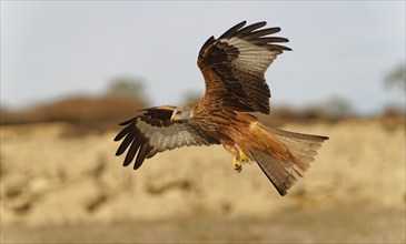 Red kite (Milvus milvus), flight, Pyrenees, Spain, Europe