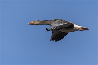 A goose flies through the air under a blue sky, its wings are in motion, grey goose (Anser anser),