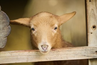 Domestic sheep (Ovis aries) youngster looking over the fence, Bavaria, Germany, Europe