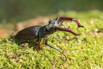 Stag beetle (Lucanus cervus), horned beetle, fire beetle, male with large mandibles, upper jaw,