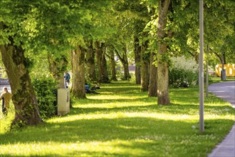 A sunny path through a green avenue offers shade under the large trees, Nagold, Black Forest,