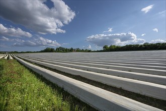 Asparagus field covered with white foil (Asparagus), Middle Franconia, Bavaria, Germany, Europe