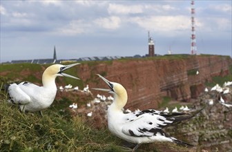 Gannets fighting at the lighthouse of Heligoland, Schleswig-Holstein, Germany, Europe