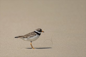 Ringed Plover (Charadrius hiaticula)