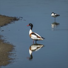 Common shelduck (Tadorna tadorna)