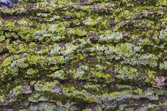 Deciduous tree bark covered with Bryophyta, Green Moss and Lichen growth in spring, Quebec, Canada,