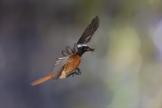 Common redstart (Phoenicurus phoenicurus), male approaching the nest with food in his beak, North