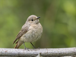 Common redstart (Phoenicurus phoenicurus), female on the perch, North Rhine-Westphalia, Germany,