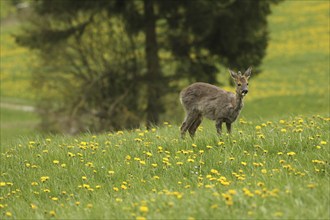 European roe deer (Capreolus capreolus) fawn with a short basal spike in common dandelion