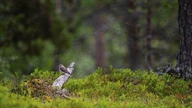 A spotted flycatcher (Muscicapa striata) sitting on an old branch lying on the ground, nature