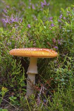 Close-up of a fly agaric (Amanita muscaria), portrait, nature, close-up, nature, botany, close-up,