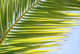 Sunlit palm leaf with shadow play of the leaf veins, cloudless blue sky in the background,