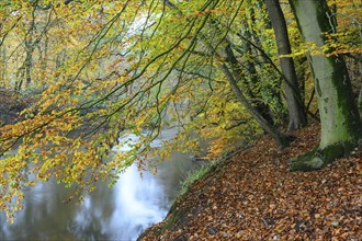 Beech forest on the Hohe Ufer on the Hunte near Dötlingen, forest, Huntepadd, Dötingen, Lower