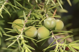 Cade (Juniperus oxycedrus), unripe cones, Provence, southern France