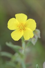 Bristly sunflower (Helianthemum hirtum), flower, Provence, southern France