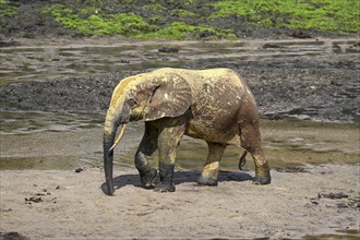 African forest elephant (Loxodonta cyclotis) in the Dzanga Bai forest clearing, Dzanga-Ndoki