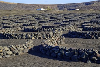 Typical viticulture in dry farming method, La Geria, Lanzarote, Canary Islands, Canary Islands,