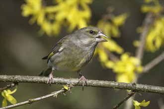 Greenfinch (Carduelis cloris) female sitting on a branch in a forsythia bush, Baden-Württemberg,