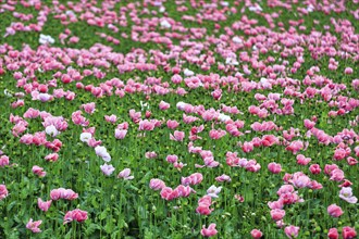 Opium poppy (Papaver somniferum), cultivation of edible poppy, poppy field, pink flowers and seed