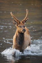 Wapiti (Cervus canadensis, Cervus elaphus canadensis), male crossing a river, Yellowstone National