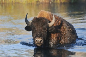 American bison (Bos bison, Bison bison) crossing a river, Yellowstone National Park, Wyoming, USA,