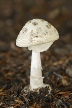 False death cap (Amanita citrina), North Rhine-Westphalia, Germany, Europe