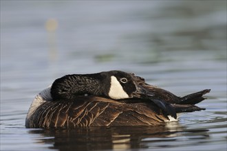 Canada goose (Branta canadensis) grooming its feathers, North Rhine-Westphalia, Germany, Europe