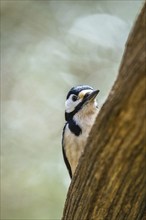 Male of Great Spotted Woodpecker, Dendrocopos major, bird in forest at winter sun