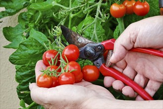 Cocktail tomatoes being harvested, August, Germany, Europe