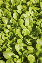 Fresh green corn salad (Valerianella locusta) in a vegetable patch under sunlight, full size,