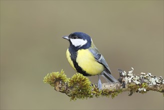 Great tit (Parus major) sitting on a branch overgrown with lichen and moss, Wilnsdorf, North