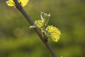 Young leaves of a grapevine in spring, viticulture, budding, shoots, vines, Baden-Württemberg,