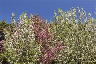 White and pink flowering Malus 'Maypole', Apple trees in spring, Montreal Botanical Garden, Quebec,