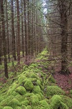 Stone wall covered in green moss in a spruce plantation on old agricultural land