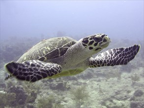 Hawksbill sea turtle (Eretmochelys imbricata imbricata), swimming, dive site John Pennekamp Coral