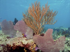 Bent sea rod (Plexaura flexuosa) and common sea fan (Gorgonia ventalina), dive site John Pennekamp